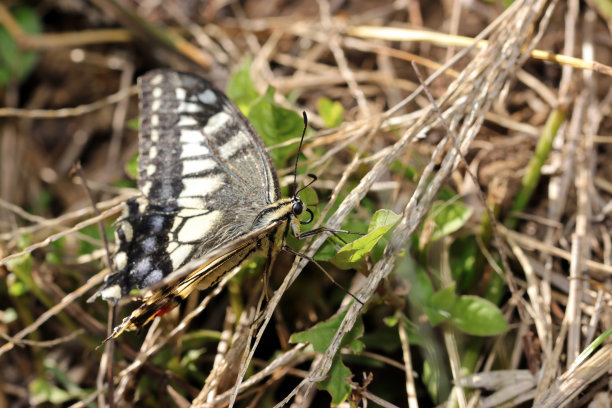 在草原上休息的燕尾蝶(野生动物特写微距照片)图片下载