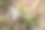 在草原上休息的燕尾蝶(野生动物特写微距照片)图片下载
