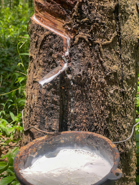 天然乳胶图片下载