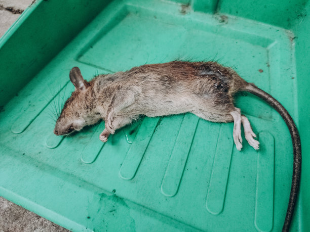一只死老鼠图片下载