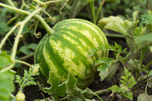 花园里的条纹西瓜的照片。特写镜头图片下载
