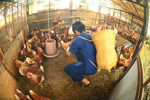 一个漂亮的亚洲女人提着竹篮，在农场的鸡笼里喂着吃有机生物食品的鸡。图片下载