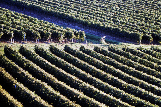 葡萄园图图片下载