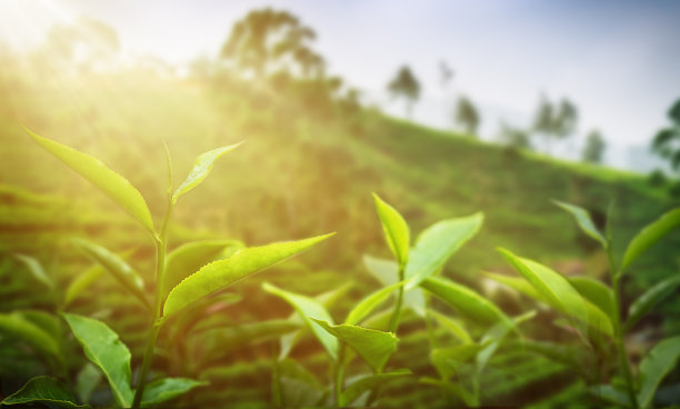 茶园景观特写，阳光图片下载