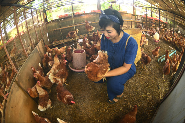 一个漂亮的亚洲女人提着竹篮，在农场的鸡笼里喂着吃有机生物食品的鸡。图片下载