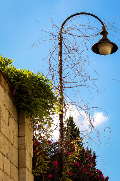 石墙附近一盏挂满干藤的路灯的垂直照片图片下载