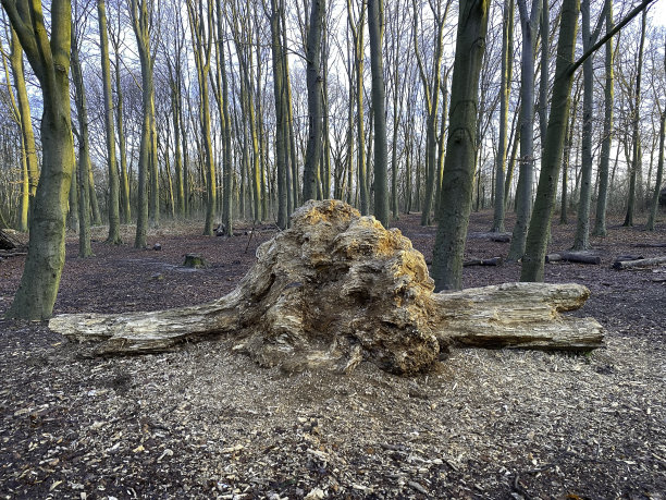 躯干有肿瘤图片下载