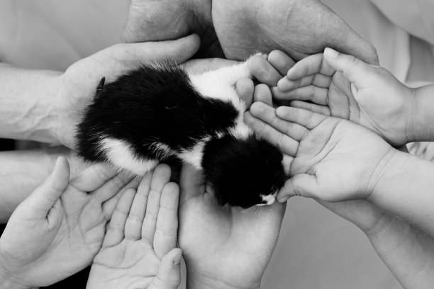 爱动物的观念。双手抱着可爱的小猫咪，黑白照片图片下载