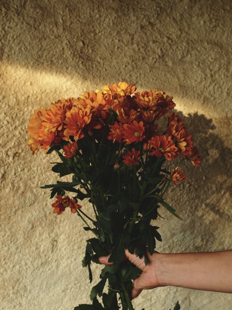这是一张垂直特写照片，在阳光普照的墙壁前，一只手拿着一束橙色的菊花，在明亮的背景下展示了充满活力的花朵。图片下载