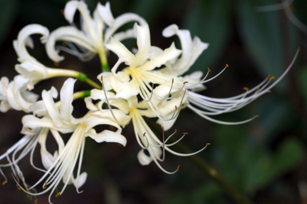 深色背景上象牙白色的Higanbana(蜘蛛百合)侧视图(野生动物特写微距照片)图片下载