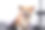 威尔士柯基犬彭布罗克在美容沙龙洗澡后的特写照片。裹着粉色毛巾的狗。图片下载