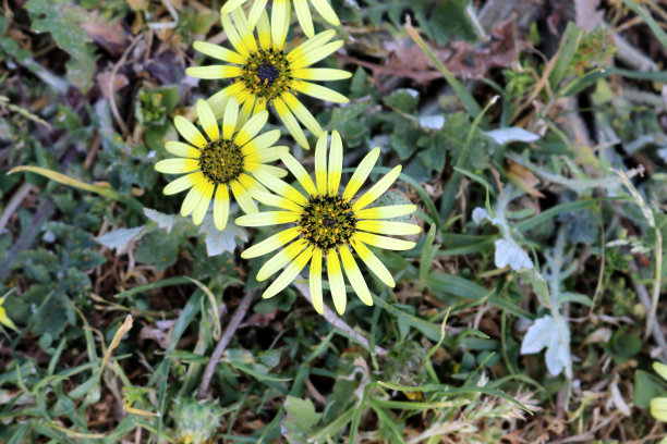 草地上的角缕草(Arctotheca calendula)花(图片来源:Sanjiv Shukla)图片下载