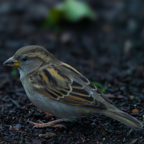 一只小麻雀栖息在自然户外环境的地面上的特写照片图片下载