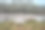 火烈鸟在水中，照片作为背景，在圣玛丽德拉海村卡马格，法国图片下载