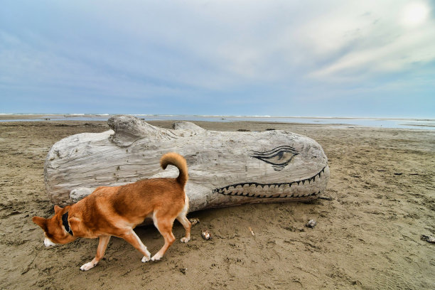 沙滩上的狗，照片作为背景，在圣玛丽德拉海村，法国卡马格图片下载