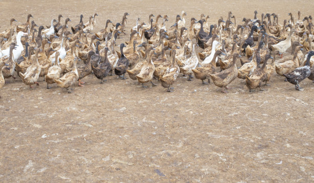 农场的家畜里有许多宠物鸭。图片下载