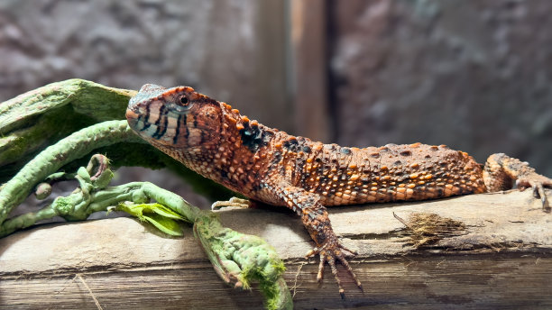 怪物的头图片下载