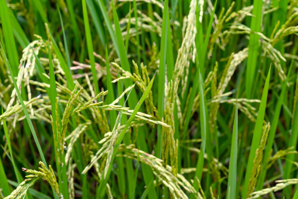 泰国金色阳光下的稻田特写图片下载