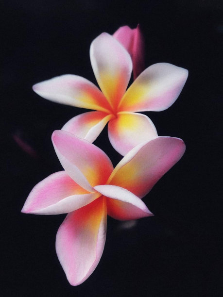 近距离美丽的粉红色凤仙花或鸡蛋花花束孤立的黑色背景。图片下载