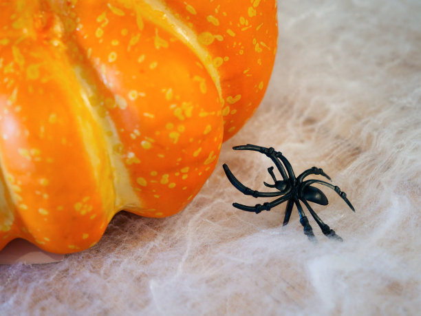 万圣节南瓜和蜘蛛装饰特写图片下载