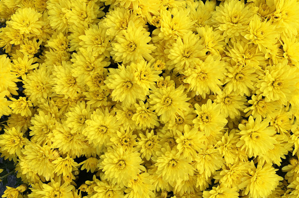 菊花的花。图片下载