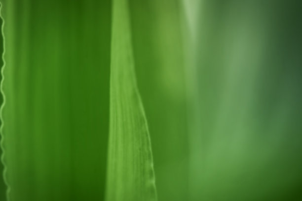 玉米叶微距照片。绿色植物特写作为背景。图片下载