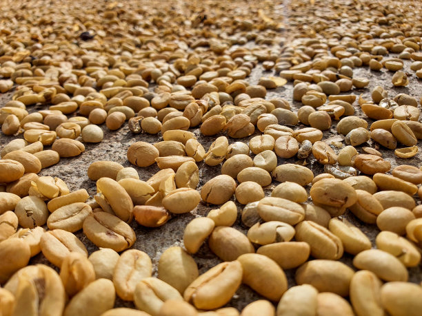 哥伦比亚咖啡取决于干燥图片下载