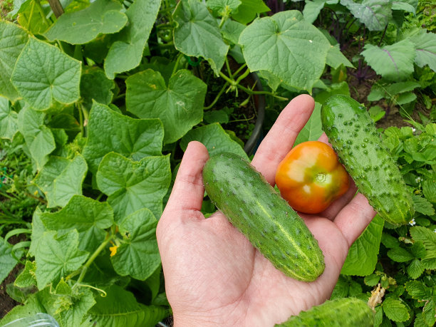农民手里拿着温室里种植的黄瓜和番茄。温室里的小黄瓜和西红柿。高质量照片图片下载