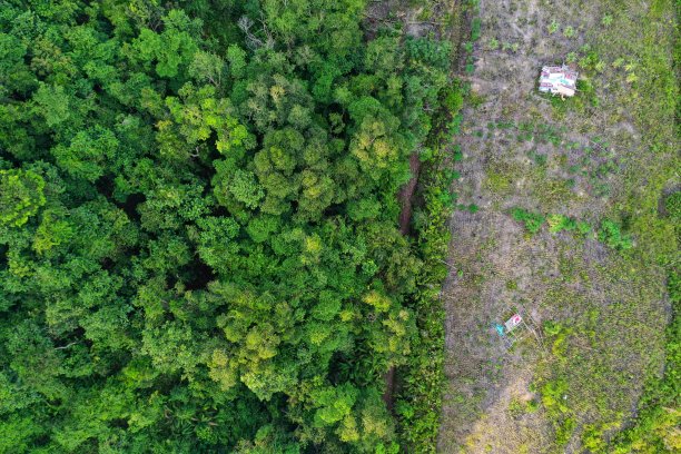 森林砍伐。印尼热带雨林伐木的航拍照片图片下载