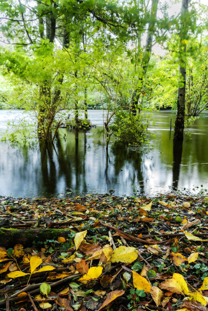 十月被水淹没的林地的秋天景象，前景是秋天的树叶。库存图片图片下载