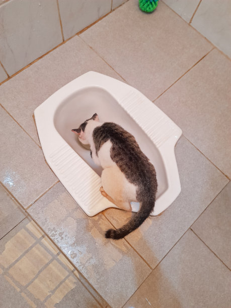 猫从厕所里喝水图片下载