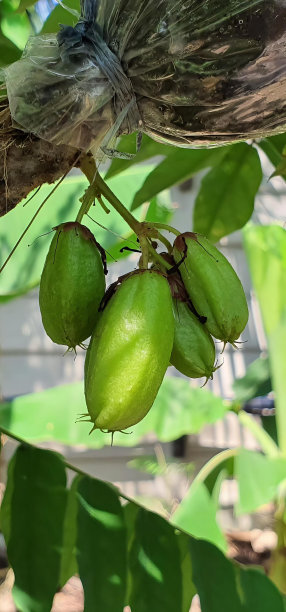一束绿色水果挂在树上的照片，香蕉树的树枝上挂着绿色的水果。图片下载