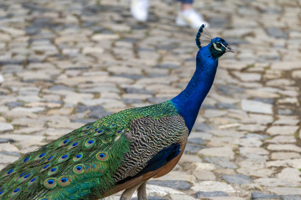 里斯本夏日的孔雀图片下载