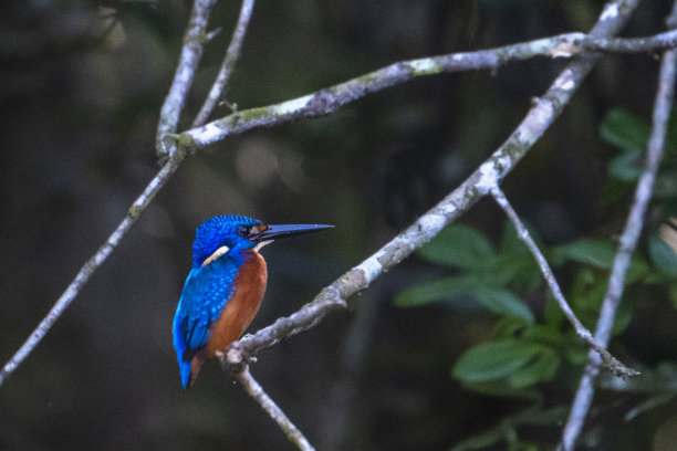 蓝耳翠鸟分布在亚洲，遍布印度次大陆和东南亚。这张照片是在孟加拉国孙德尔本斯世界上最大的红树林拍摄的图片下载
