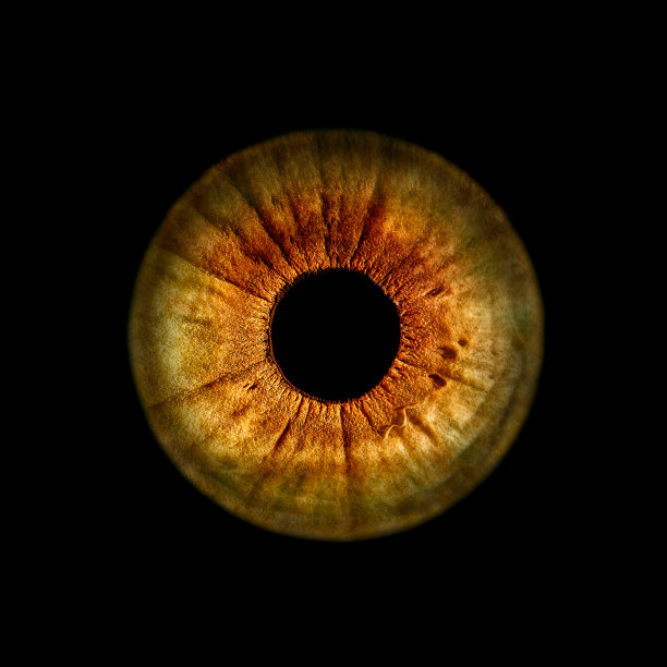 虹膜摄影图片下载