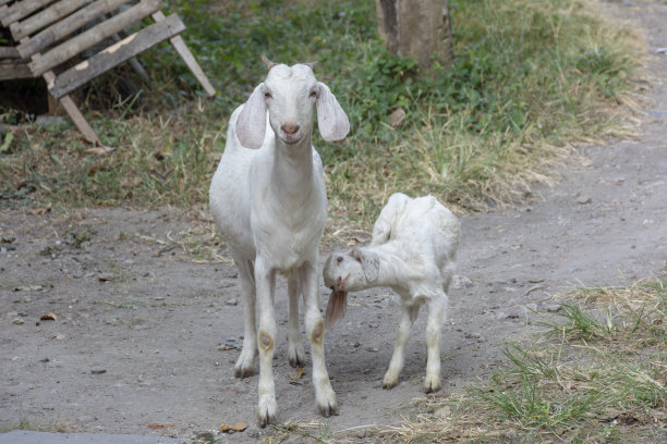 当地山羊妈妈和山羊宝宝图片下载
