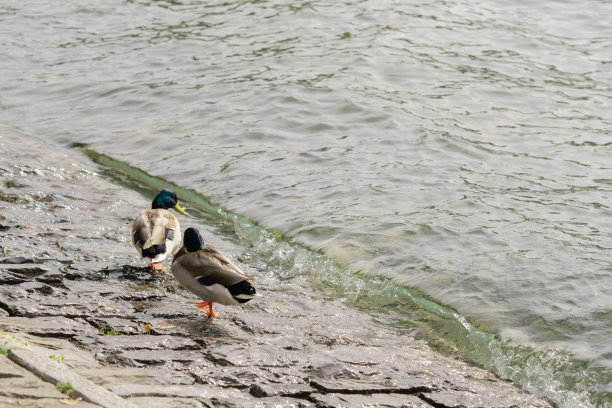 绿头鸭，母绿头鸭和小鸭子生活在河上。野鸭的繁殖季节。绿头鸭与一窝在色彩缤纷的春天。图片下载