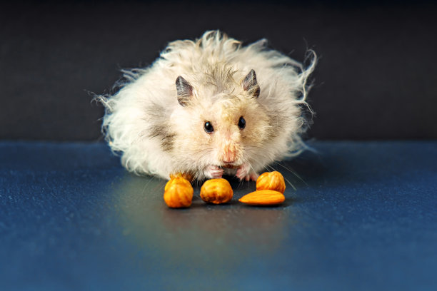 灰色毛茸茸的叙利亚仓鼠正在吃榛子图片下载