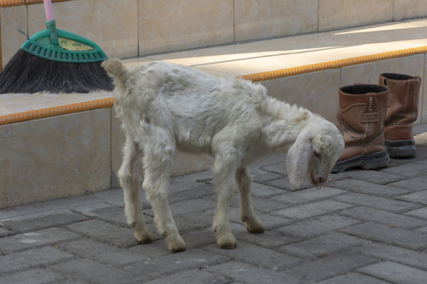 当地山羊妈妈和山羊宝宝图片下载