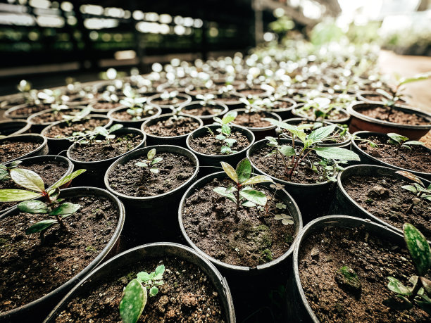 温室或温室用植物室内生长栽培技术。园艺工业中的植物育种图片下载