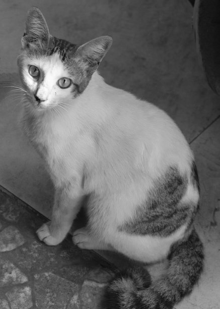 妈妈黑猫和白猫图片下载