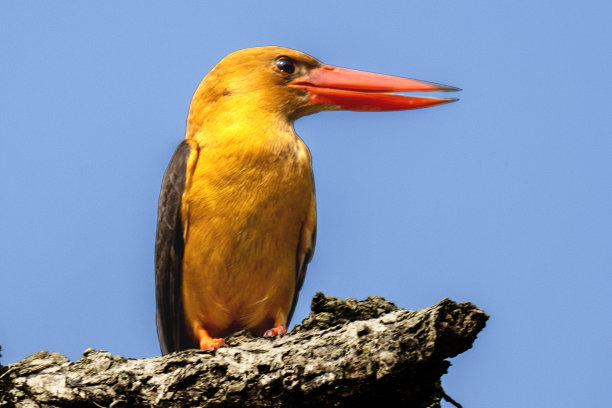 褐翅翠鸟是翠鸟亚科中的一种鸟类。这张照片摄于世界上最大的红树林——孟加拉国的孙德尔本斯图片下载
