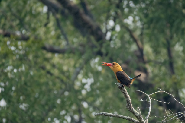 褐翅翠鸟是翠鸟亚科中的一种鸟类。这张照片摄于世界上最大的红树林——孟加拉国的孙德尔本斯图片下载