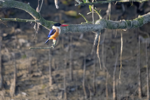 黑冠翠鸟是一种绿树成荫的翠鸟，广泛分布于从印度向东到中国、韩国和东南亚的热带亚洲。这张照片是在孟加拉国孙德尔本斯世界上最大的红树林拍摄的图片下载