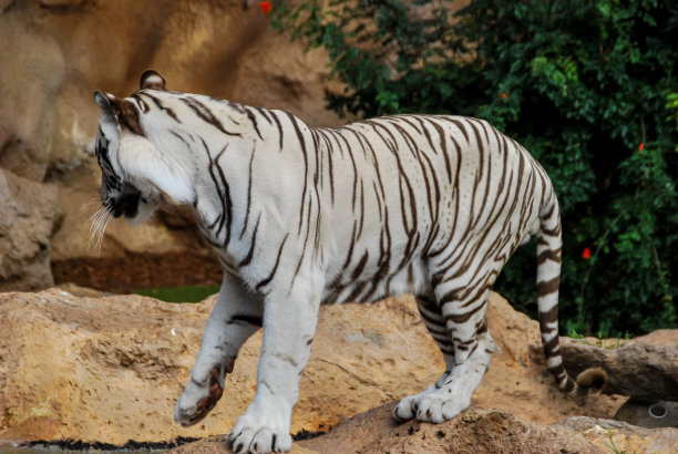 动物园里的老虎，数码照片图片作为背景图片下载