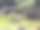 动物园围栏里的狮子。图片下载