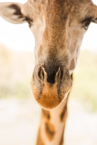 2023年秋天，南佛罗里达州的一个孩子正在给高长颈鹿喂生菜图片下载
