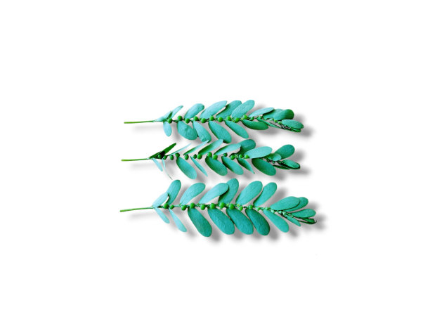 three-stemmed叶图片下载