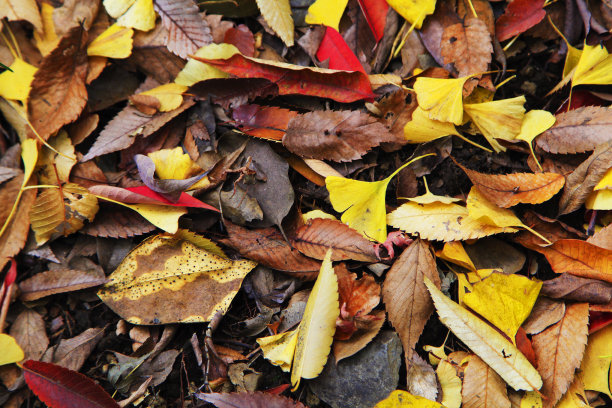 雨天落在地上的五颜六色的树叶，抽象的照片，季节变化的概念图片下载