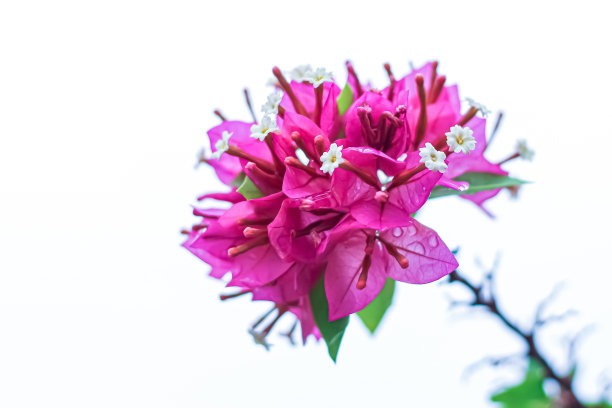 九重葛在早晨开花，颜色粉红色。图片下载